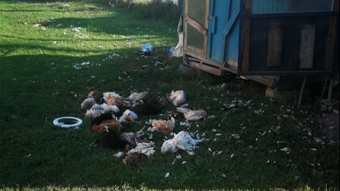 Aç kalan sokak köpekleri tavukları telef etti