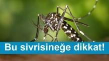 Bu sivrisineğe dikkat! Belediye alarm verdi!